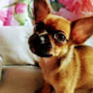 Meet your Posher, Art